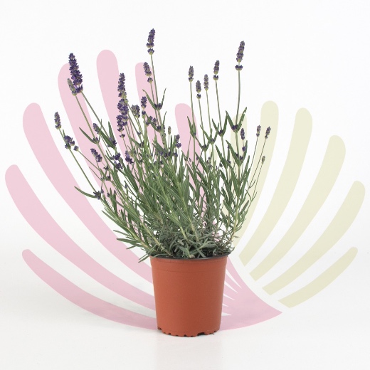 Lavandula angustifolia - P148010V0010Z00010